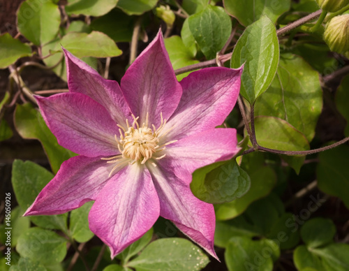 Pink flower with green leaves in the sun