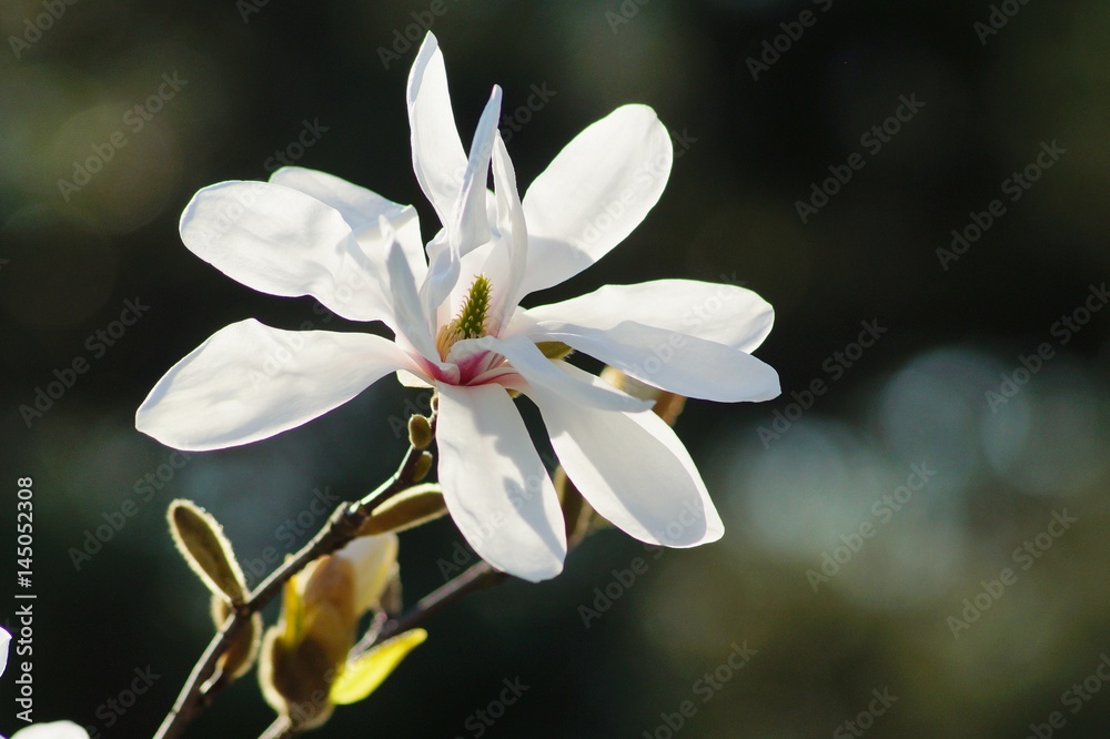 Beautiful white flowering magnolia - flowering tree Beautiful white flowering magnolia - flowering tree