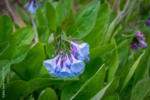 Virginia blue bells blooming in early spring photo