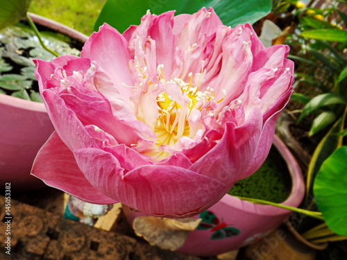 Indian lotus flower of pink color photo