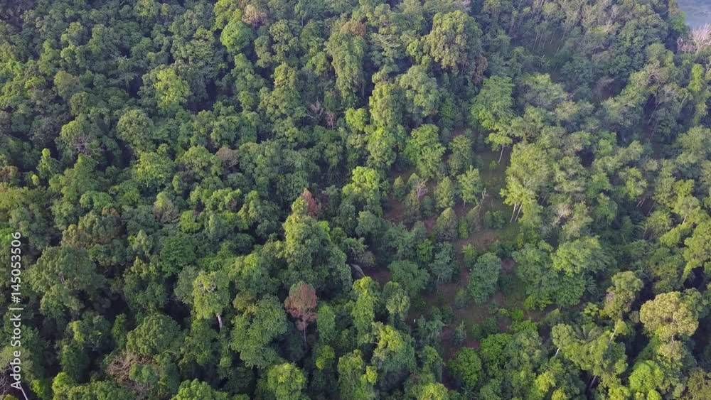 Aerial drone view of rain forest (rainforest) Aerial drone view of rain forest (rainforest)