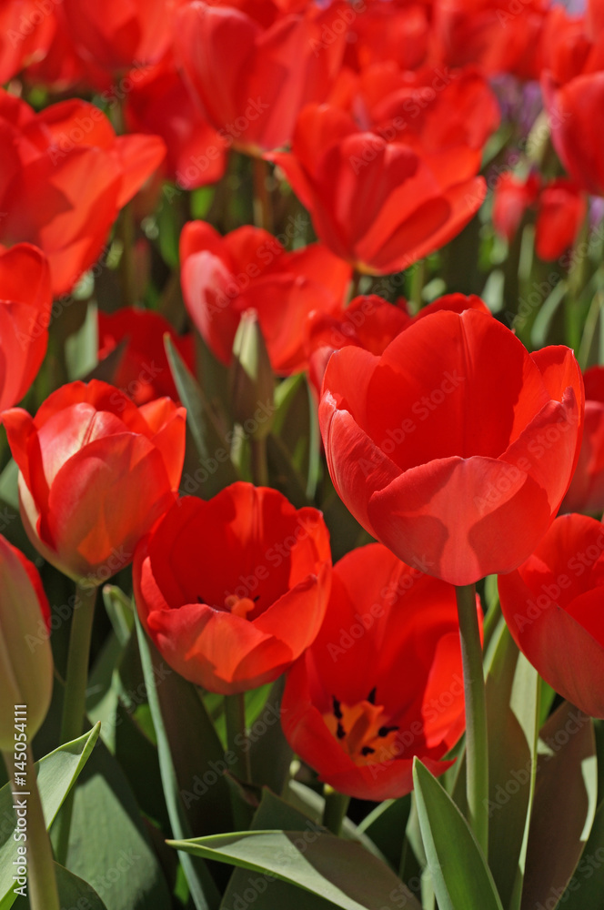 Fototapeta premium Beautiful tulips bloom in the spring in city parks and squares
