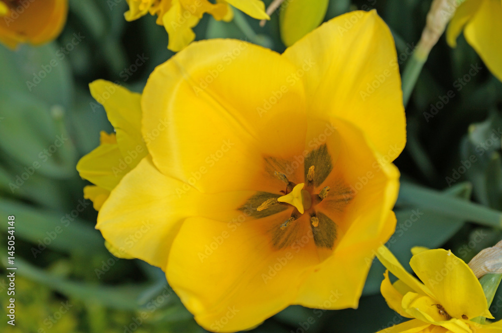 Beautiful tulips bloom in the spring in city parks and squares Beautiful tulips bloom in the spring in city parks and squares