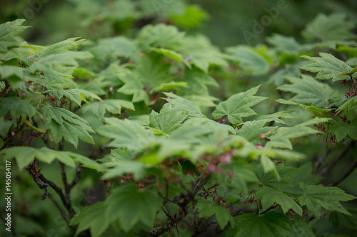 Leaves in front and blurry background  © Abdulqader Almubarak