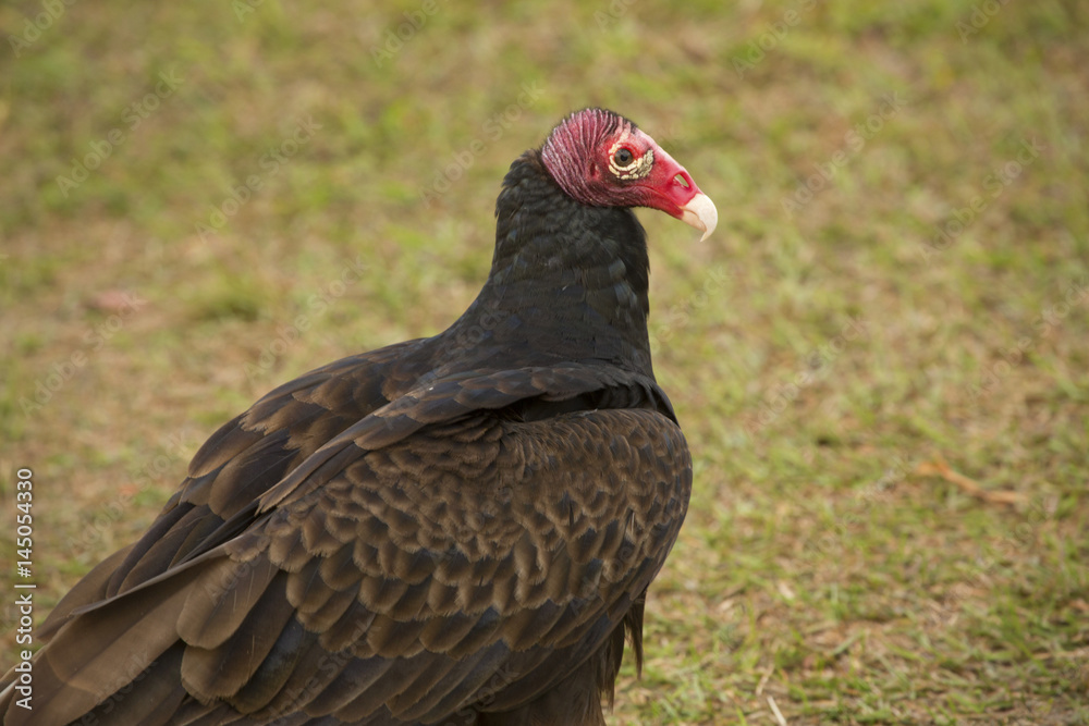 Turkey vulture standing on the ground in the Florida Everglades. Turkey vulture standing on the ground in the Florida Everglades.