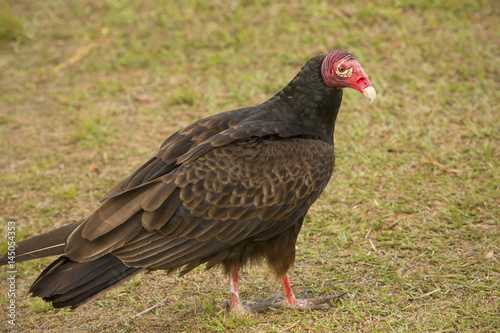 Turkey vulture standing on the ground in the Florida Everglades.