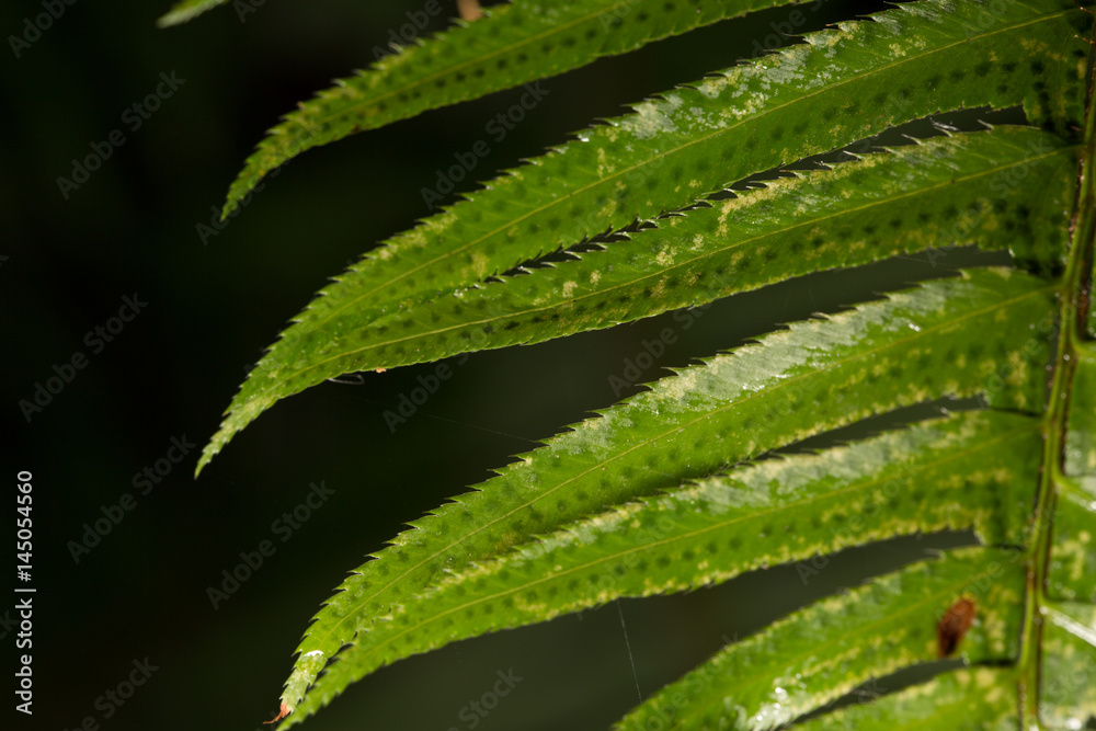 Green leaf with black background Green leaf with black background