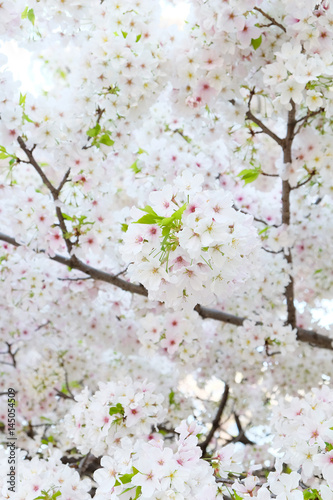 Cherry blossom season in Tokyo Japan