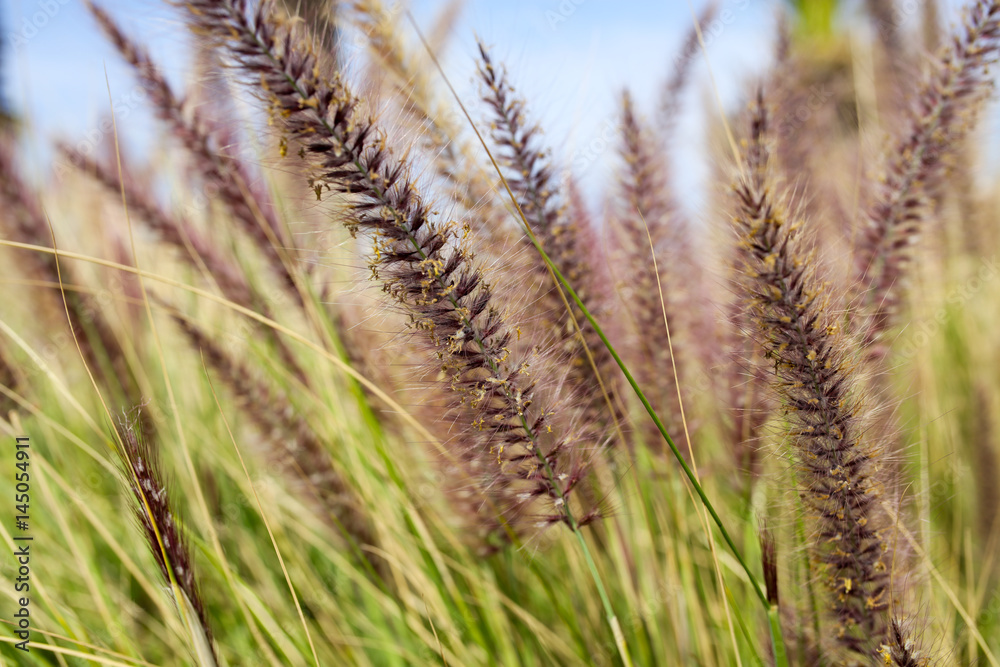 Fototapeta premium le Maroc