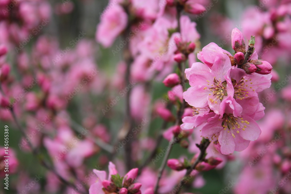 flower flowers blossom blossoms pink tree trees branches branch brown green leaves leaf china qinghai xining amdo tibet tibetan asia asian spring flower flowers blossom blossoms pink tree trees branches branch brown green leaves leaf china qinghai xining amdo tibet tibetan asia asian spring