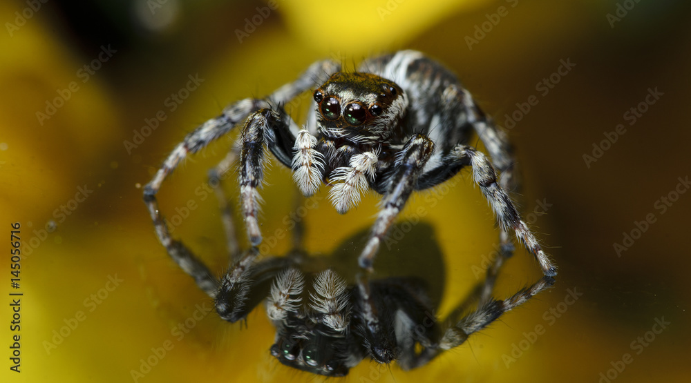 Beautiful Spider on glass, Jumping Spider in Thailand, Plexippus paykulli