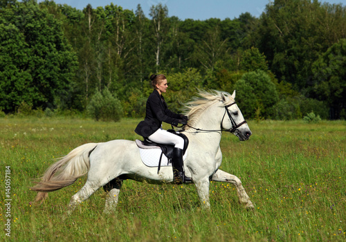 Woman in English riding clothes riding white purebred Arabian stallion  © horsemen