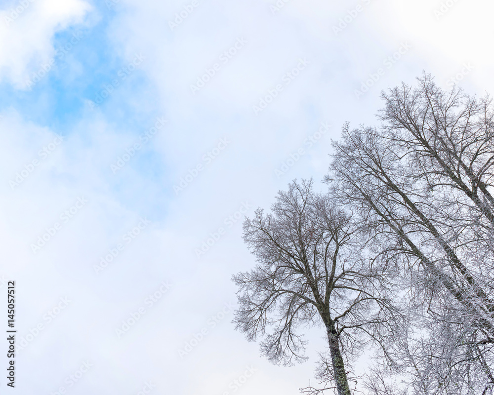 Leafless trees crowns on sky background
Leafless trees crowns on sky background