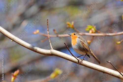 Red Robin on a branch with a blue sky in background
