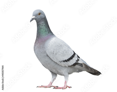 portrait full body of gray color of speed racing pigeon bird isolated white background