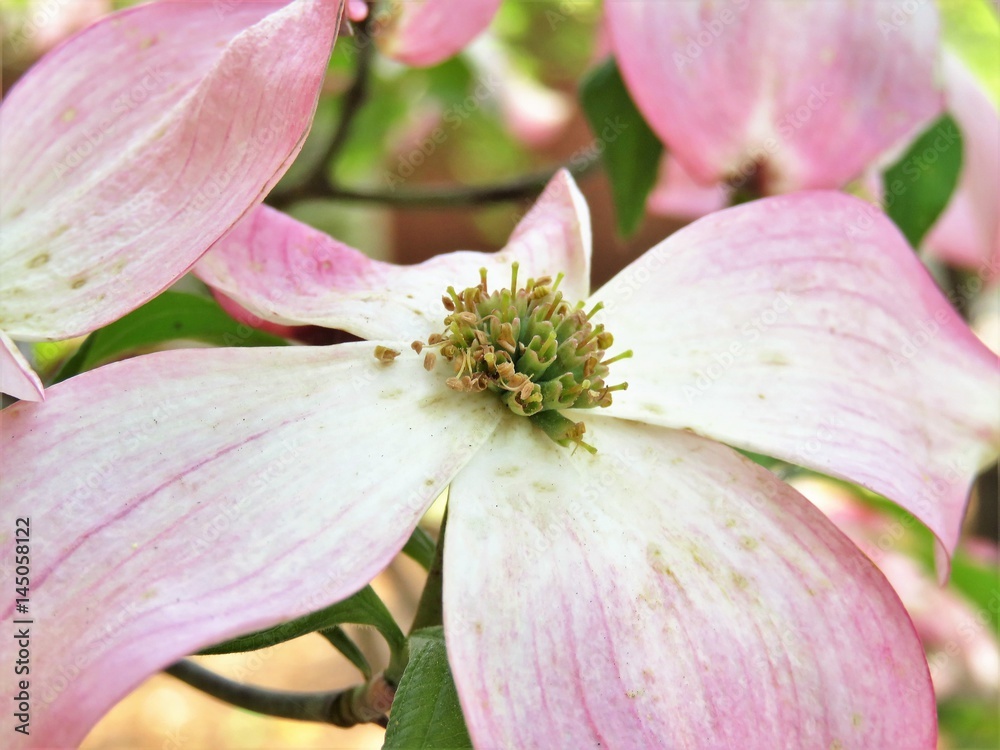 Fototapeta premium Pink dogwood tree blooming with pink flowers
