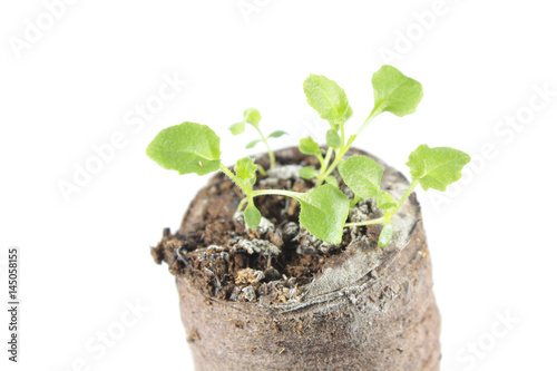 Seedling of ring bellflower (Symphyandra pendula) in clod of soil isolated on white background