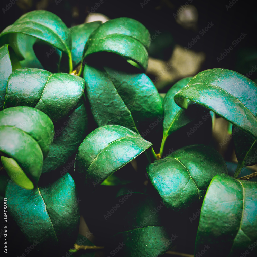 Fototapeta Nature Green Leaves texture background