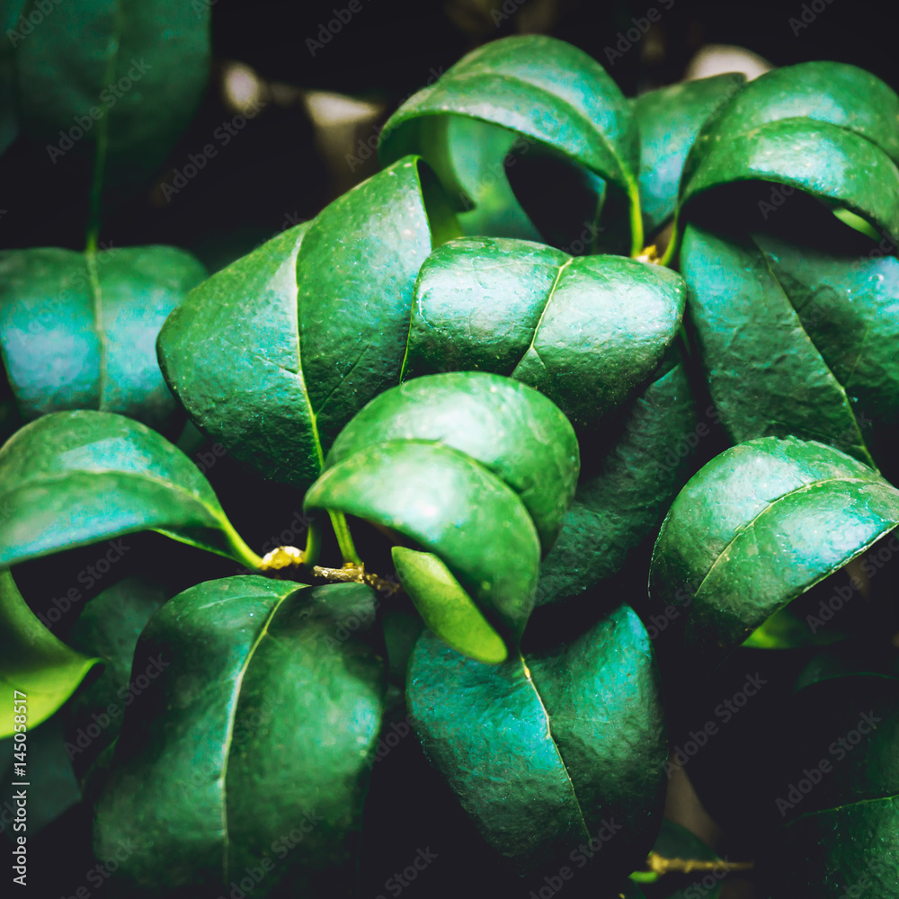 Plakat Nature Green Leaves texture background