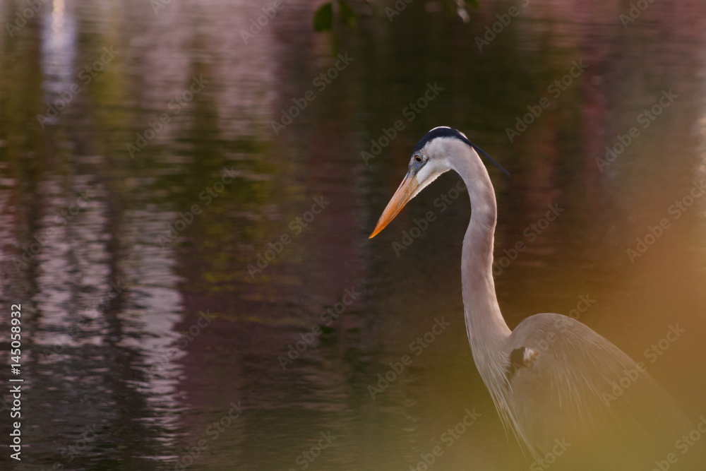 Naklejka premium Great Blue Heron January day 3