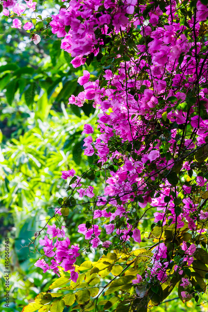 Pink Bougainvillea Pink Bougainvillea
