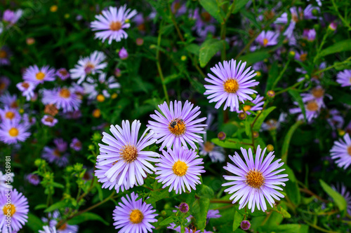 Bee sucking nectar from purple flower