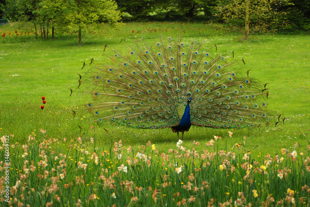 Obraz premium Male of Peacock at nuptial dress. The photo was made in spring time in the famous Bagatelle botanic park near Paris, France