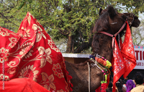 Decorated camel