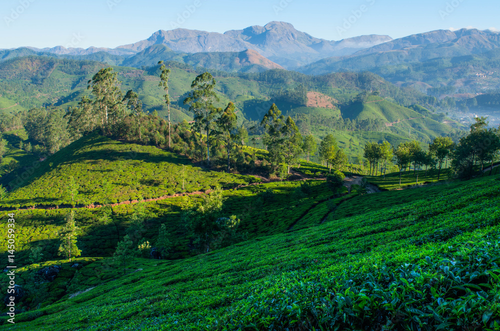Green tea plantations. Munnar, Kerala, India