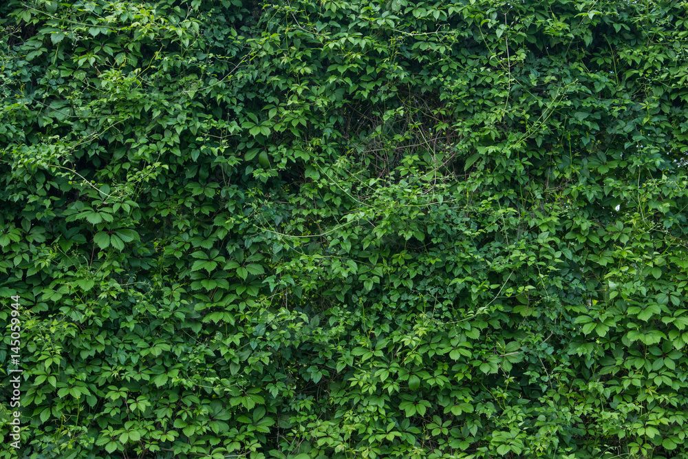green wall, plant background