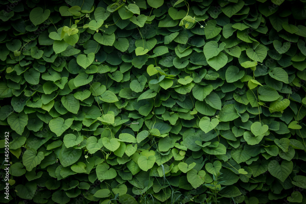 green wall, plant background - obrazy, fototapety, plakaty 
