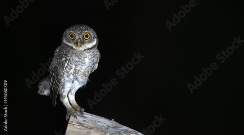 Owl  Spotted owlet  Athene brama  on stump Bird of Thailand