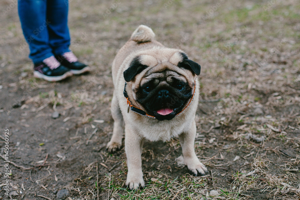 Dog breed Pug in the legs