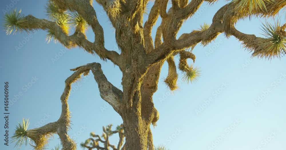 Joshua Tree National Park during sunrise time. Joshua Tree National Park during sunrise time.