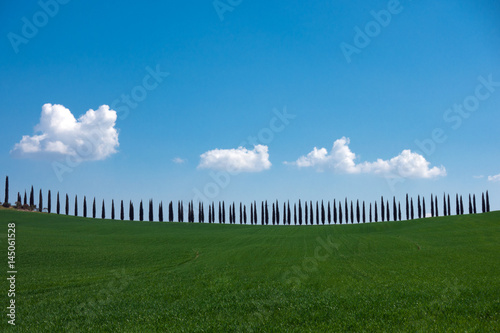 tuscany landscape with cypress alley