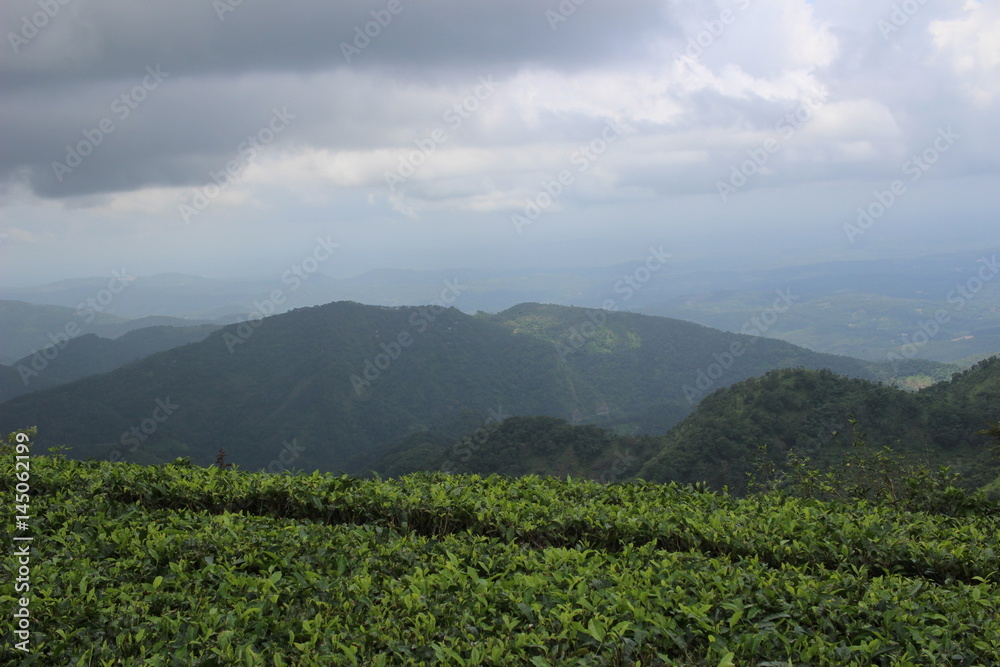 Tea India Idukki