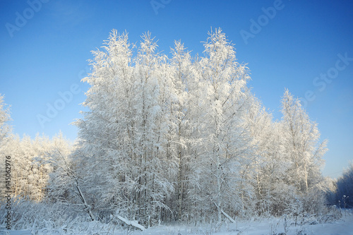 nature landscape winter forest frosted