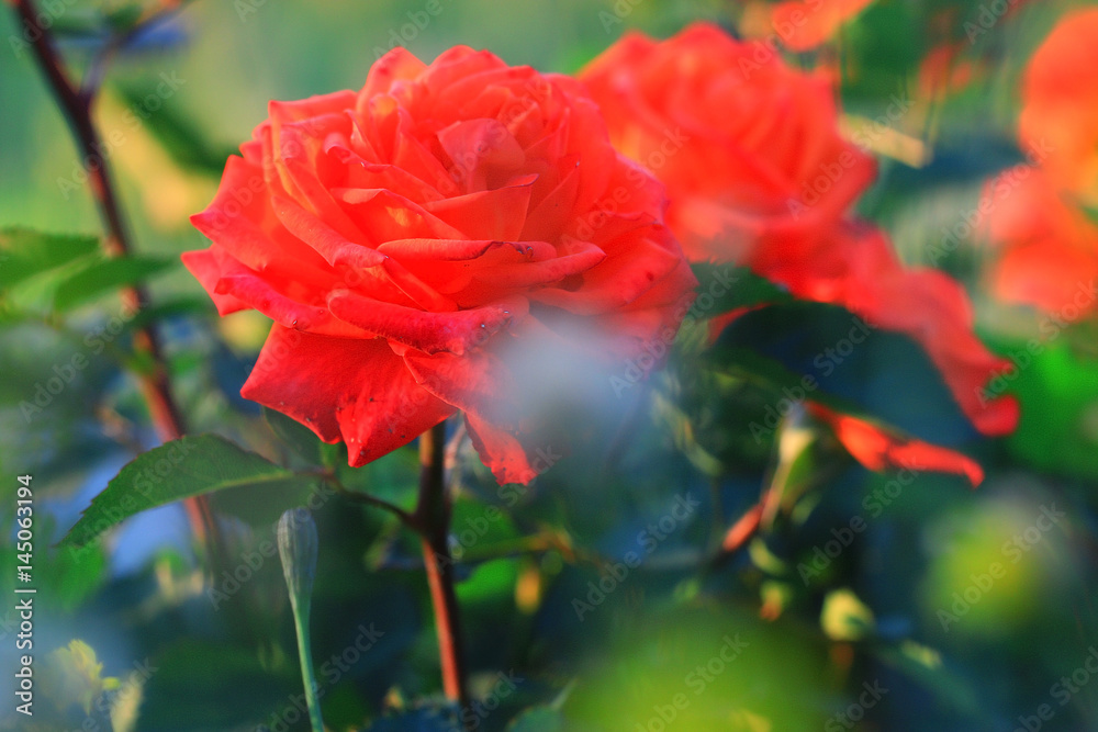 Obraz premium Spring blooming rose