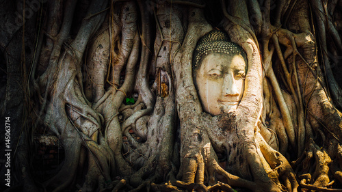 Head in root. © wasawat