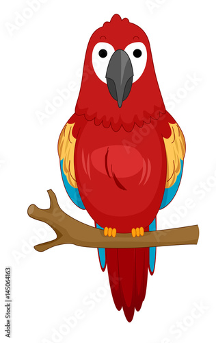 Colorful Parrot Branch Perch