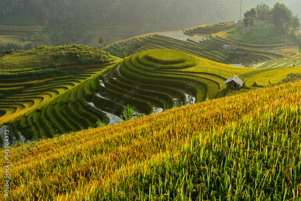 Rice terrace on during sunset ,Vietnam,vietnam rice terrace,rice field of vietnam,terrace rice field,mu chang chai rice field