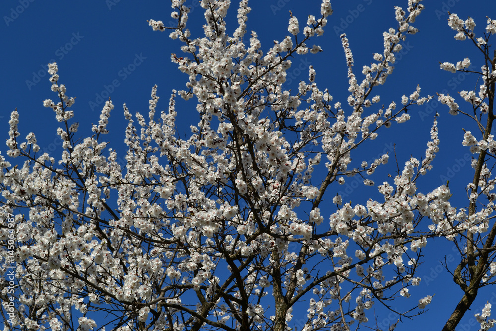 Blossoming tree against the blue sky