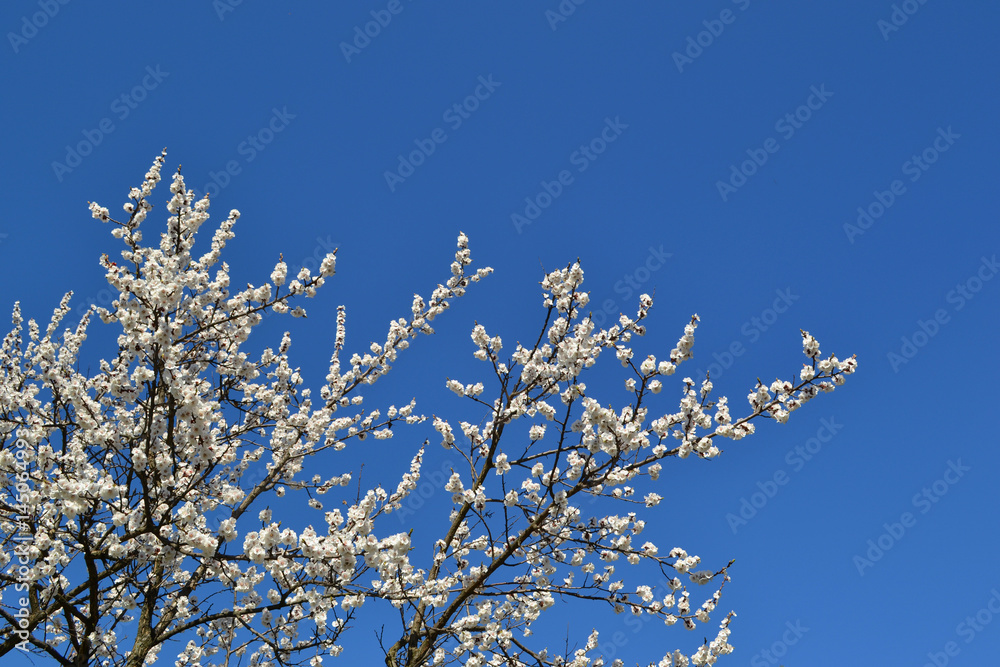 Blossoming tree against the blue sky