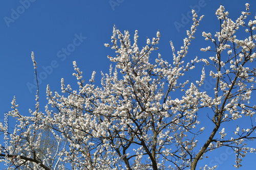 Blossoming tree against the blue sky