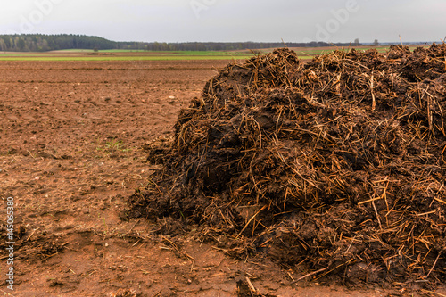 Fertilizer from cow manure and straw. Heap of manure, have been taken out on the field in early spring to fertilize fields. Podlasie , Poland . photo