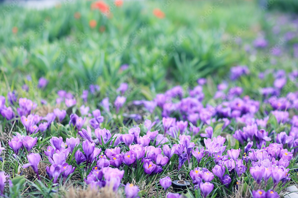 Obraz premium flowerbed with flowers in the city park in the spring