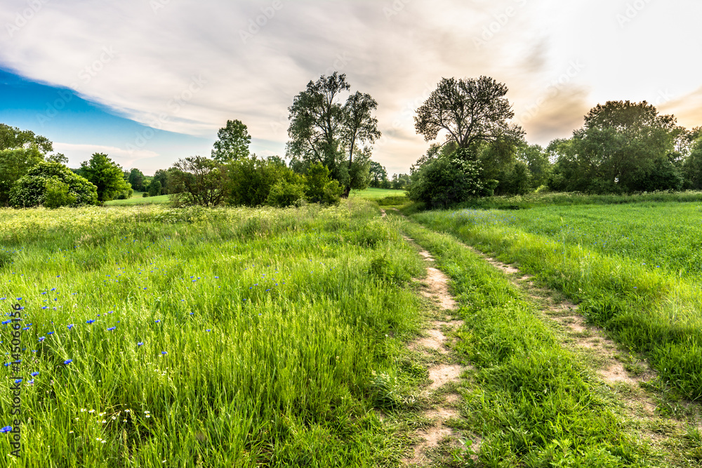 Dirt road and green field with cornflowers, summer landscape