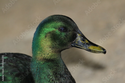 Stockente Hybrid