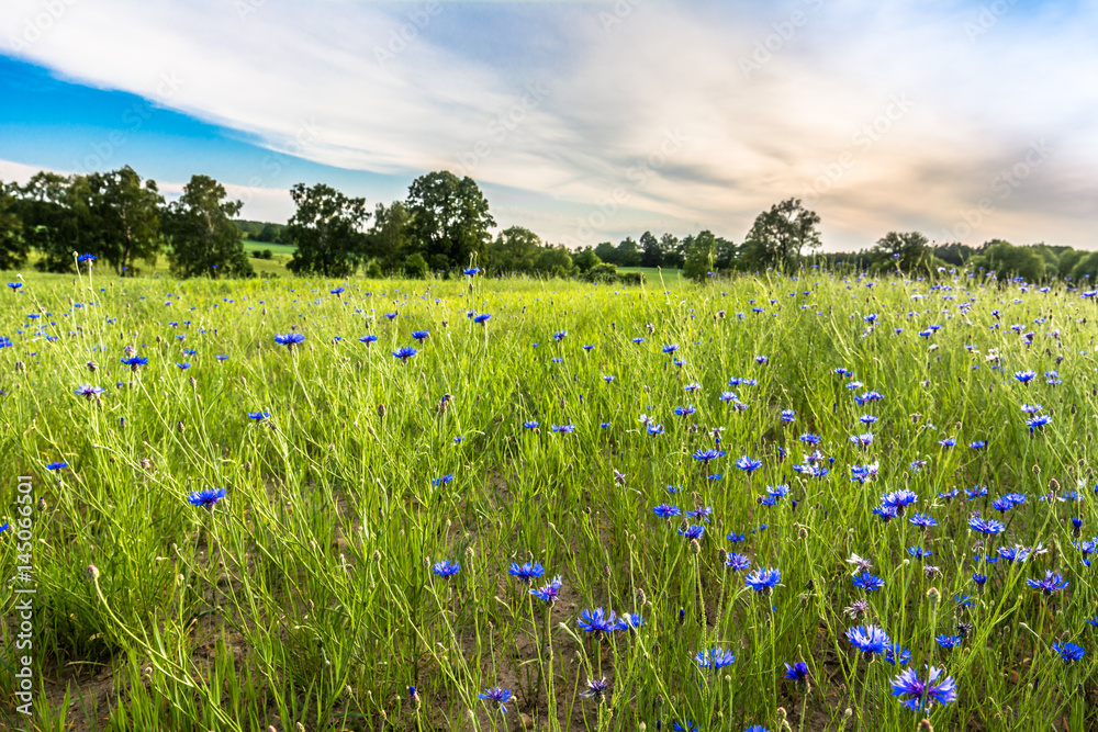 Obraz premium Blue cornflowers field landscape, rural field in the summer, landscape