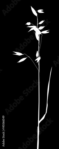 oat white silhouette isolated on black background